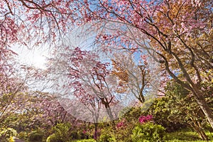 Fresh pink flowers of sakura growing in Japanese garden. Natural spring outdoor background