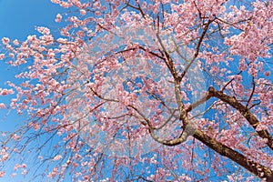 Fresh pink flowers of sakura growing in Japanese garden. Natural spring outdoor background