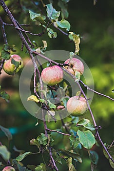 Fresh pink harvest apples on tree branch in garden
