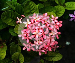 Fresh pink ixora flowers blossom in monsoon rain