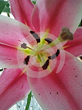 A fresh pink lily flower macro view