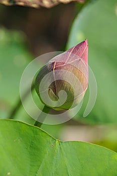 Fresh pink lotus bud for worship