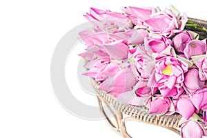 Fresh pink lotus buds offered to worshipers