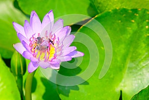 Fresh Pink Lotus Flower and Honey Bee