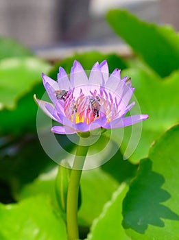 Fresh Pink Lotus Flower and Honey Bee