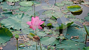 Fresh pink lotus flower