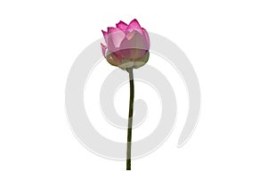 Fresh pink lotus petal flower isolated on white background