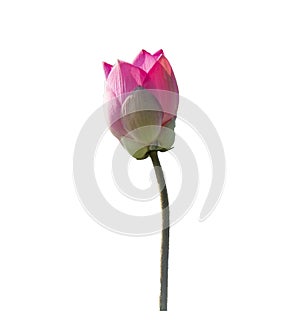 Fresh pink lotus petal flower isolated on white background