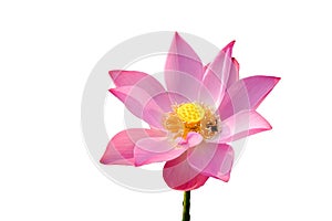 Fresh pink lotus petal flower isolated on white background