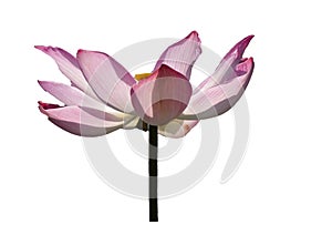 Fresh pink lotus petal flower isolated on white background