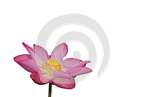 Fresh pink lotus petal flower isolated on white background