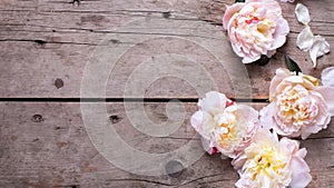 Fresh pink peonies flowers on aged wooden background.