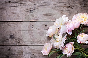 Fresh pink peonies flowers on aged wooden background.