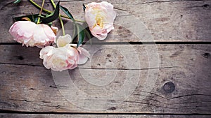 Fresh pink peonies flowers on aged wooden background. Flat lay.