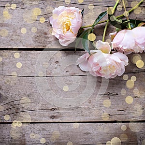 Fresh pink peonies flowers on aged wooden background. Flat lay.