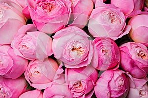 Fresh pink peony flower texture background