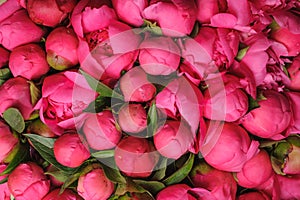 Fresh pink peony flower texture background