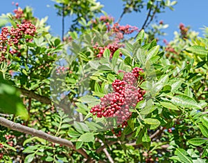 Fresh pink peppercorns on peruvian pepper tree branch. Blue sky at the background photo