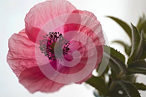 Fresh pink poppy with bright  background
