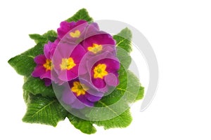 Fresh pink primula