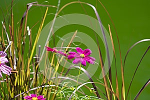 Fresh pink purple and white cosmos flower blooming in natural botany garden with green leaves Isolated on green background