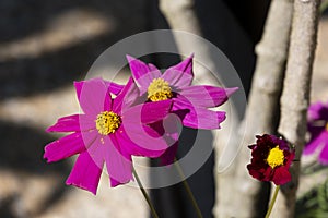 Fresh pink purple yellow pollen cosmos flower blooming in natural botany garden with copy space