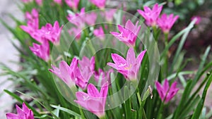 Fresh pink rain lily field with water drops colorful sweet flowers blooming in nature garden