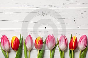 Fresh pink and red-yellow tulips on wooden background