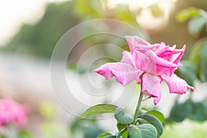 Fresh pink rose flower on branch with water drop in garden decor