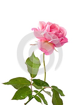 Fresh pink rose, isolated on white background, high key