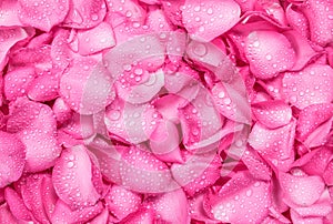 fresh pink rose petal background with water rain drop