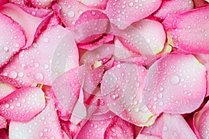 fresh pink rose petal background with water rain drop