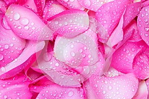 fresh pink rose petal background with water rain drop