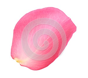 Fresh pink rose petal isolated