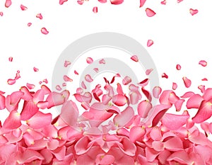 Fresh pink rose petals on background