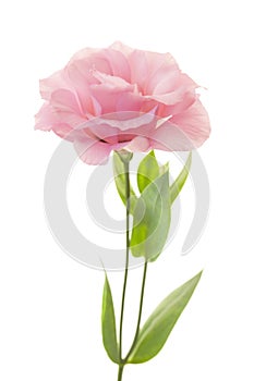Fresh pink rose on white background