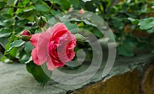 Fresh pink roses with buds in the garden curls aganst stone wall, floral natural hipster vintage background.  Rose on the left