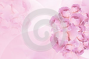fresh pink roses overlapping on blur pink rose flower background, nature, banner, template, card, valentine, copy space