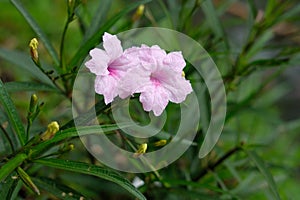 Fresh pink Ruellia tuberosa flower with dew drop