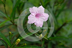 Fresh pink Ruellia tuberosa flower with dew drop