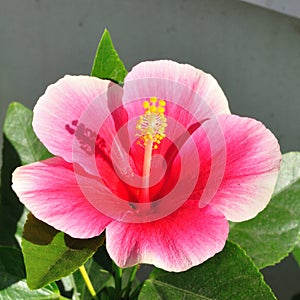 Fresh pink shoe flower with sun light