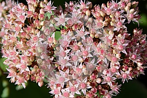 Fresh pink stonecrop prominent sedum in the garden closeup.
