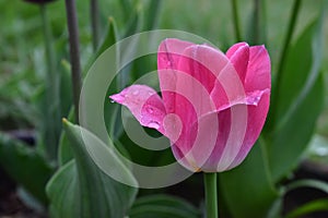 a fresh pink tulip with dew drop