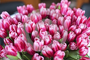 Fresh pink tulip flowers bouquet close-up