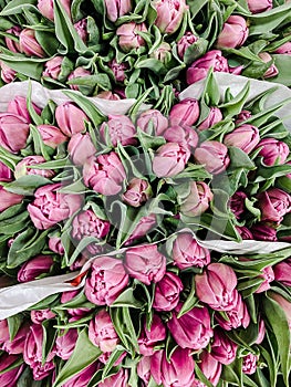 Fresh pink tulips flowers bouquets in paper wrap for sale