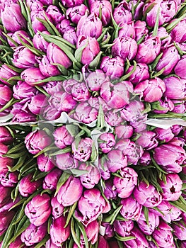 Fresh pink tulips flowers bouquets in paper wrap for sale