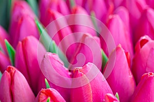 Fresh pink tulips