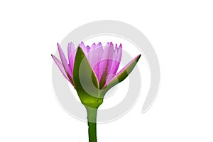 Fresh pink waterlily flower isolated on white background