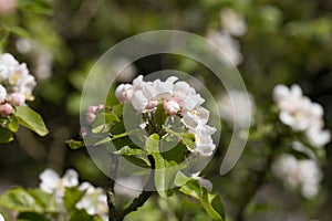 Fresh pink and white blossom buds and flowers of the Discovery Apple tree, Malus domestica, blooming in springtime, Shropshire, UK