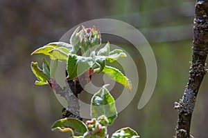 Fresh pink and white blossom flower buds of the Discovery Apple tree, Malus domestica, blooming in springtime